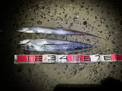 タチウオの釣果