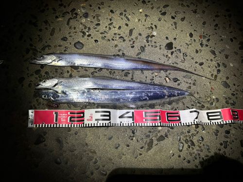 タチウオの釣果