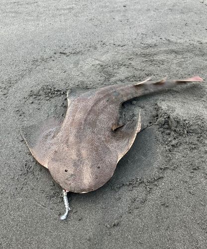 カスザメの釣果
