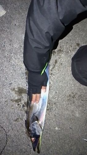 タチウオの釣果