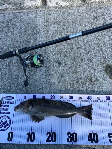 アイナメの釣果