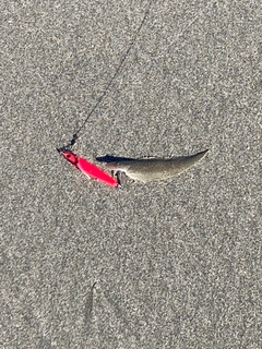 シタビラメの釣果