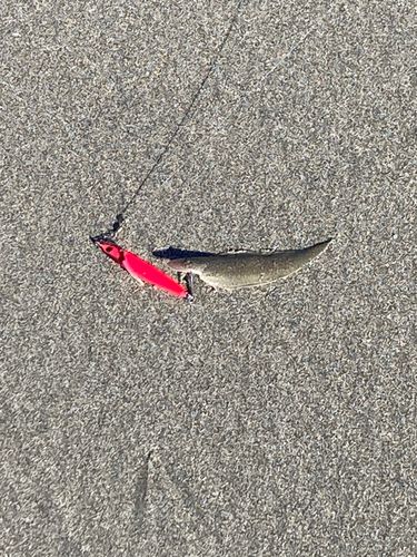 シタビラメの釣果