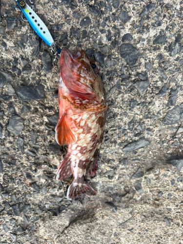 アラカブの釣果