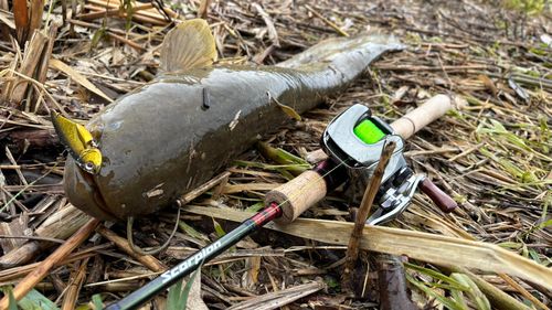 ナマズの釣果