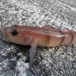 リュウグウハゼ