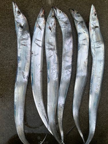 タチウオの釣果