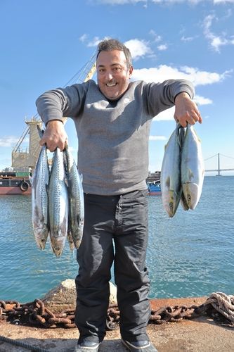ハマチの釣果
