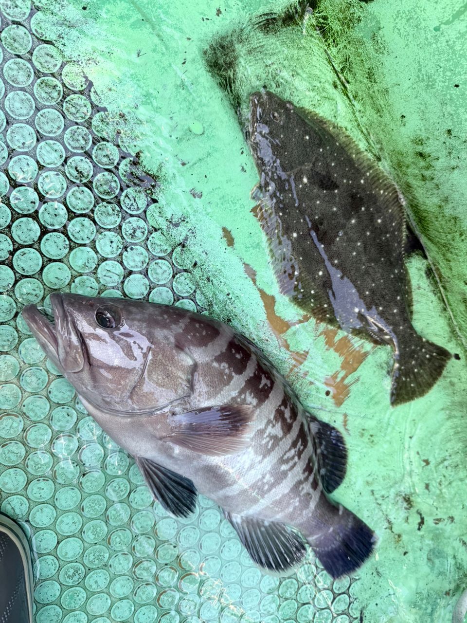 TAJ MAHALさんの釣果 1枚目の画像