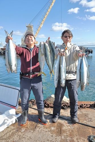 サゴシの釣果