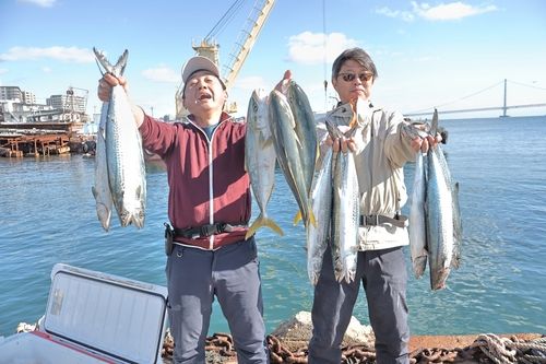 ハマチの釣果