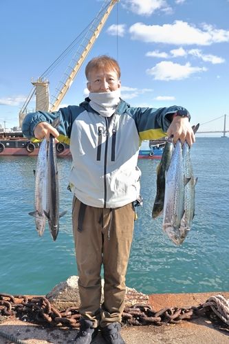 ハマチの釣果