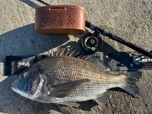 チヌの釣果