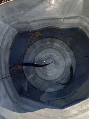 カタクチイワシの釣果