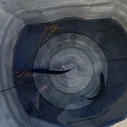 カタクチイワシ