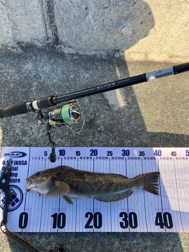 アイナメの釣果