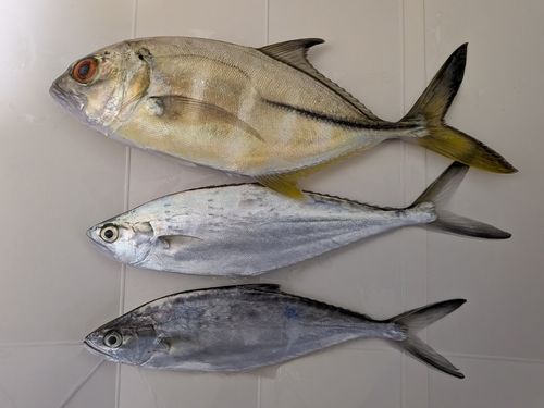 碧南海釣り公園