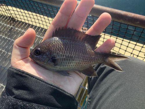 のとじま臨海公園海づりセンター