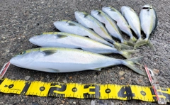 フクラギの釣果