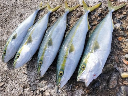 フクラギの釣果