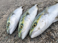 フクラギの釣果