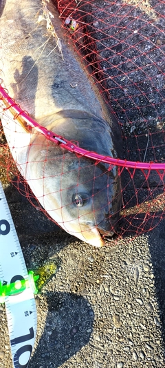 ハクレンの釣果