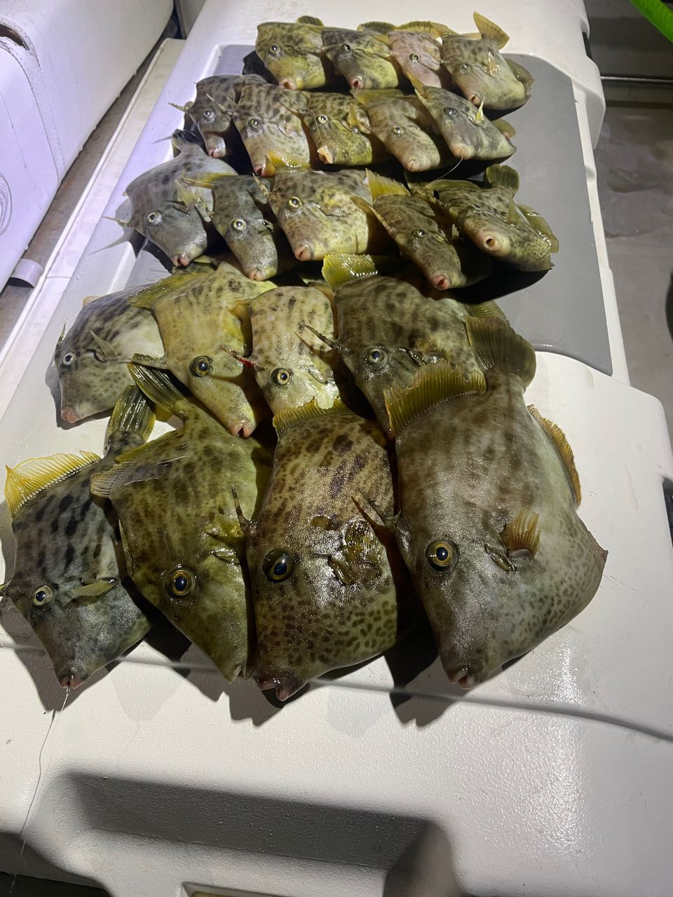 ECSTASEA【東京湾ガイド】さんの釣果 1枚目の画像