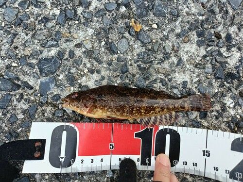 アイナメの釣果