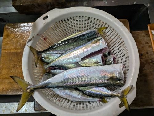 サバの釣果