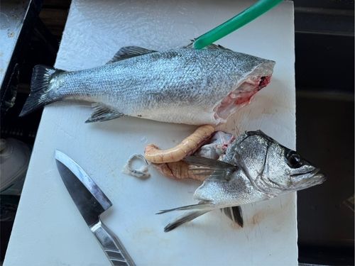 ヒラスズキの釣果