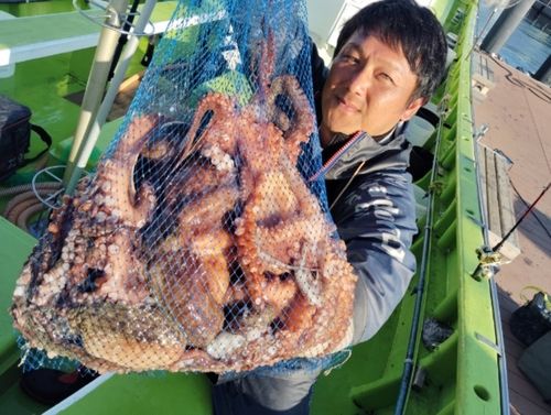 マダコの釣果