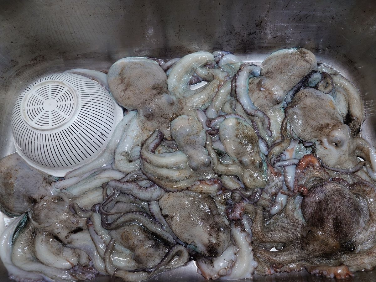 変態様さんの釣果 2枚目の画像