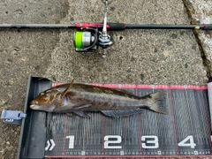 アイナメの釣果