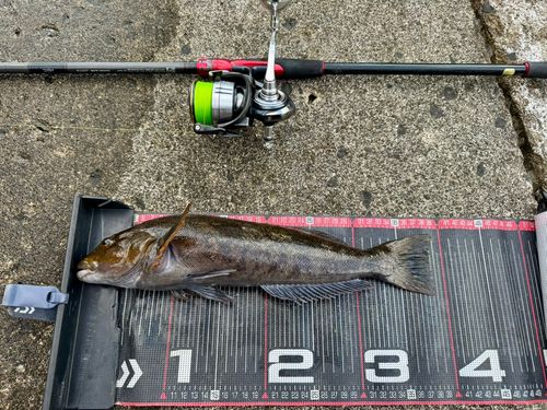 アイナメの釣果