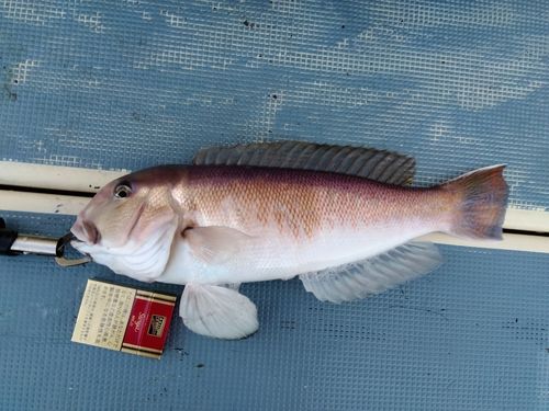 シロアマダイの釣果