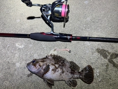 オウゴンムラソイの釣果