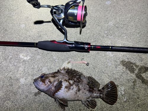 オウゴンムラソイの釣果