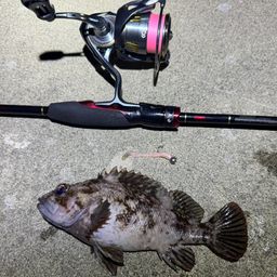 オウゴンムラソイ