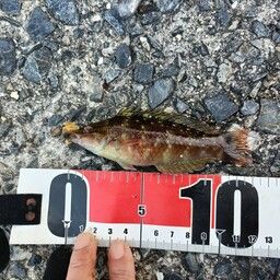 ホシササノハベラ