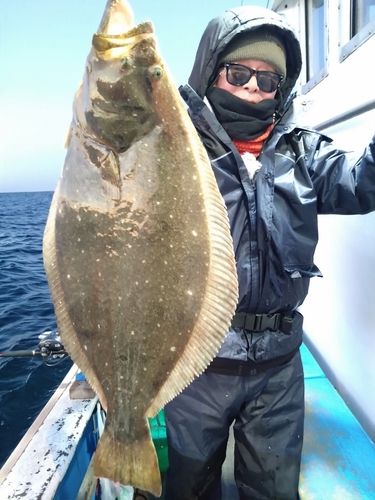 ヒラメの釣果