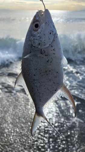 コバンアジの釣果