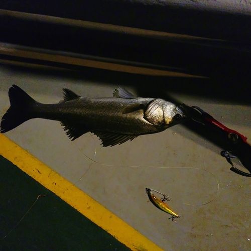 東京湾（アクアライン〜富津）