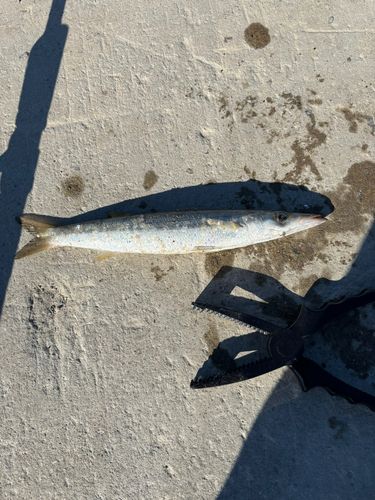 アカカマスの釣果