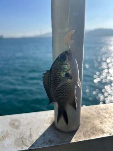 スズメダイの釣果