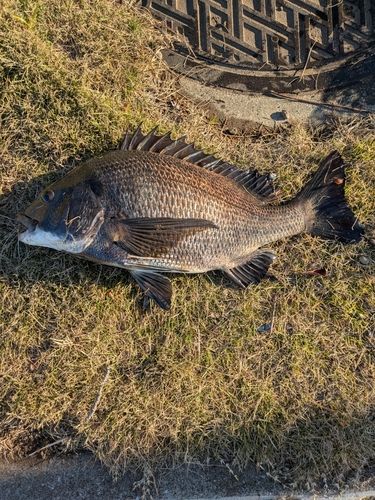 クロダイの釣果