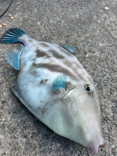 脇田海釣り桟橋