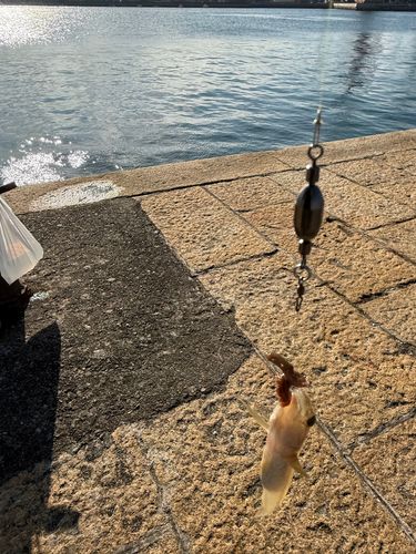 マハゼの釣果