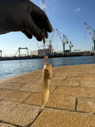 マハゼの釣果