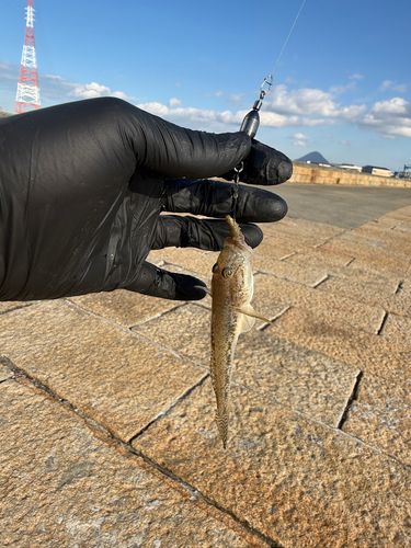 マハゼの釣果