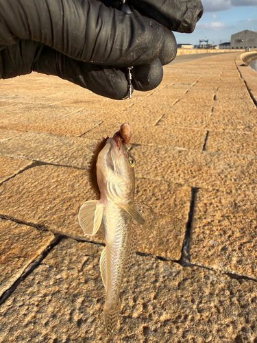 マハゼの釣果
